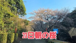 昨日の朝の桜、そして今日の朝の様子です🌸
今週末には満開になりそうです😀
#久留米カントリークラブ#さくら#桜#サクラ#ゴルフ