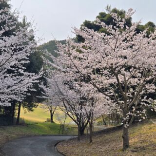 コース内の桜🌸🌸
満開まであともう少し🎶🎵
#久留米カントリークラブ#サクラ#桜#ゴルフ