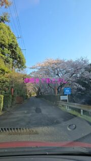 今年も元気よく咲いてます