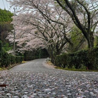 雨降りですが桜の絨毯🌸🌸🌸

#久留米カントリークラブ#ゴルフ#広川#桜#サクラ