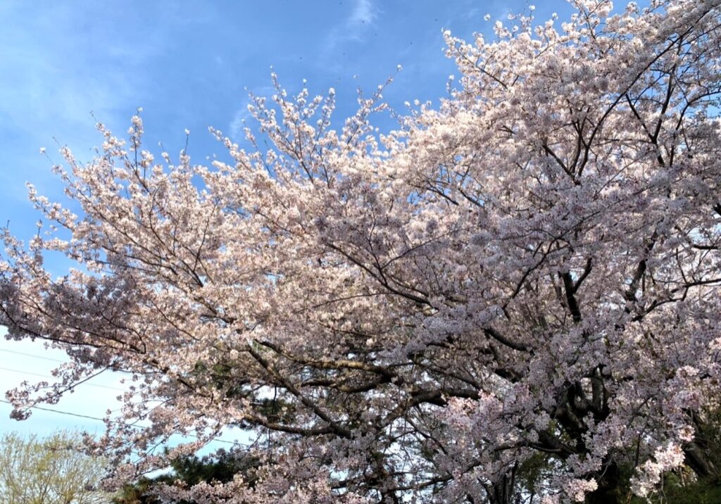 桜